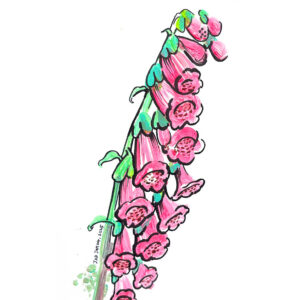 Purple Foxglove Painting-Sold